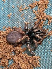 Myrmekiaphila