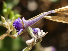Delphinium halteratum
