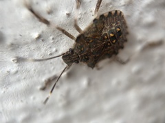 Halyomorpha halys