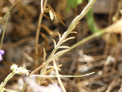 Delphinium halteratum