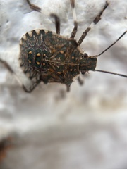 Halyomorpha halys