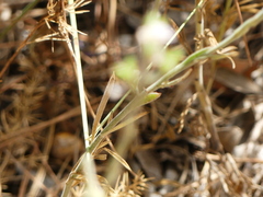 Delphinium halteratum