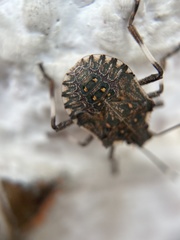 Halyomorpha halys