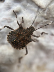 Halyomorpha halys