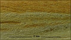 Orocrambus angustipennis