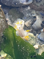 Polycera sp-b