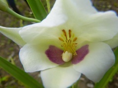 Miltoniopsis roezlii