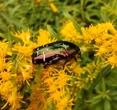 Cetonia aurata