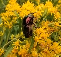 Cetonia aurata