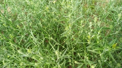 Corispermum hyssopifolium