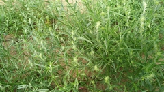 Corispermum hyssopifolium