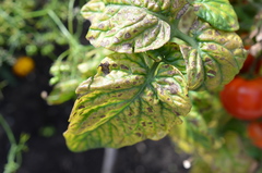 Alternaria solani