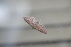 Eupithecia unicolor