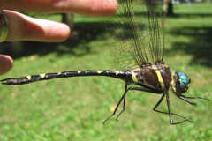 Macromia pacifica × taeniolata