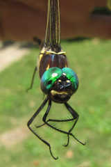 Macromia pacifica × taeniolata