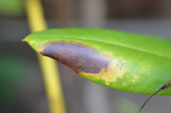 Chuppomyces handelii