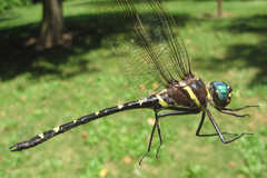 Macromia pacifica × taeniolata