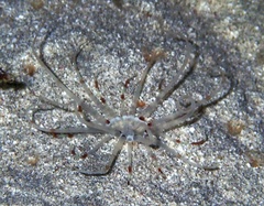 Arachnanthus lilith