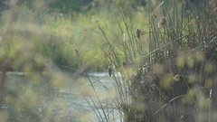 Stelgidopteryx serripennis