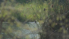 Stelgidopteryx serripennis