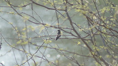 Stelgidopteryx serripennis