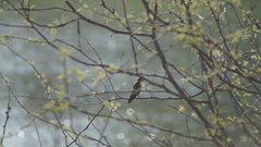 Stelgidopteryx serripennis