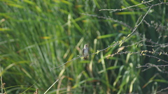 Stelgidopteryx serripennis