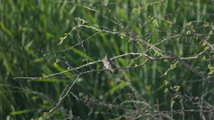 Stelgidopteryx serripennis