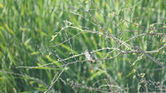 Stelgidopteryx serripennis