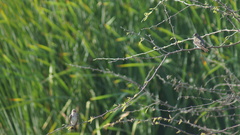 Stelgidopteryx serripennis