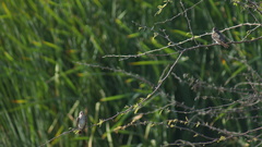 Stelgidopteryx serripennis