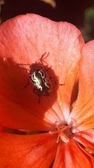 Zygogramma piceicollis