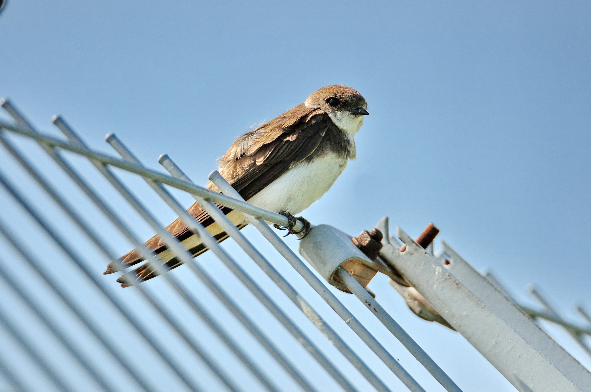 Sand Martin (Riparia riparia)