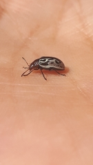 Zygogramma piceicollis