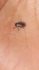 Zygogramma piceicollis