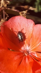 Zygogramma piceicollis