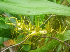 Brassia