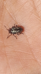 Zygogramma piceicollis