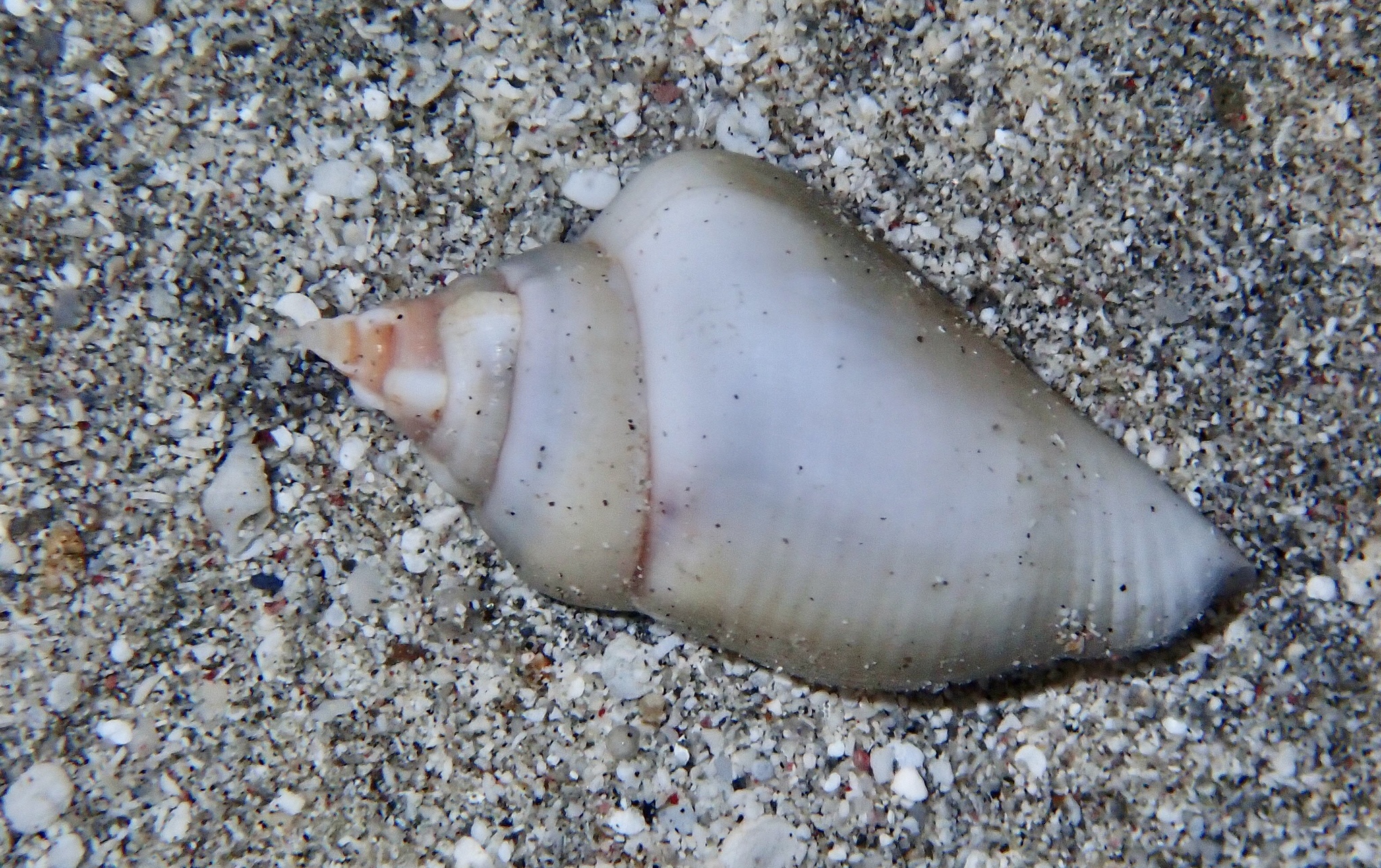 Gibberulus gibberulus (Linnaeus, 1758)