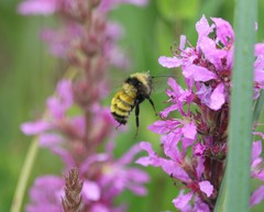 Bombus borealis