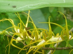 Brassia