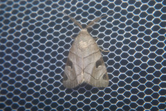 Brevipecten consanguis