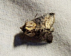 Abrostola asclepiadis