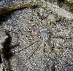 Arachnanthus lilith image