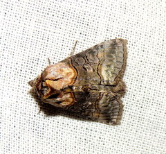 Abrostola asclepiadis