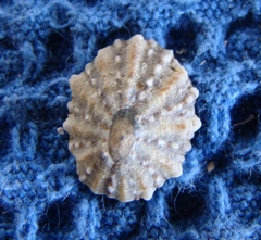 Cellana ornata