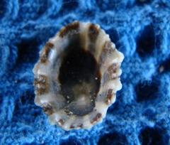 Cellana ornata