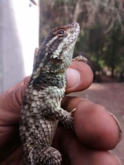 Sceloporus torquatus binocularis