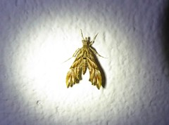 Rhectosemia