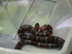 Lampropeltis polyzona